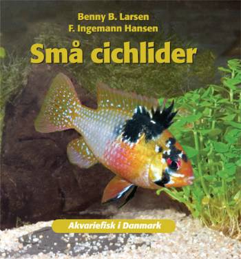 Små cichlider