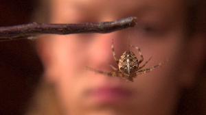 Edderskønne edderkopper - korsedderkoppen