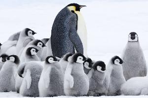 Pingvinmarchen 2