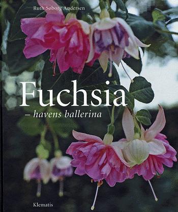 Fuchsia : havens ballerina