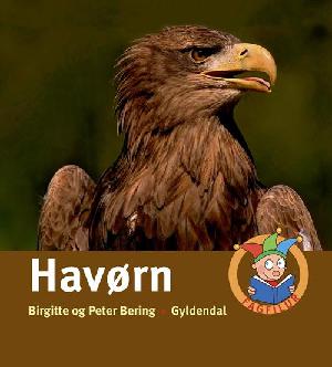 Havørn