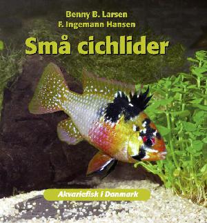 Små cichlider