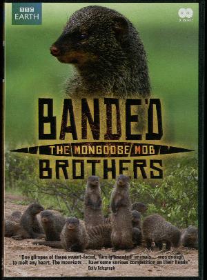 Banded brothers : the mongoose mob