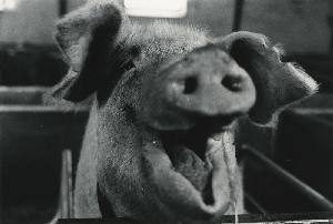 Den industrialiserede gris