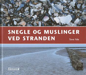 Snegle og muslinger ved stranden