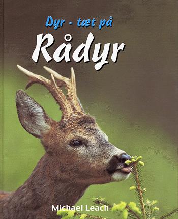 Rådyr