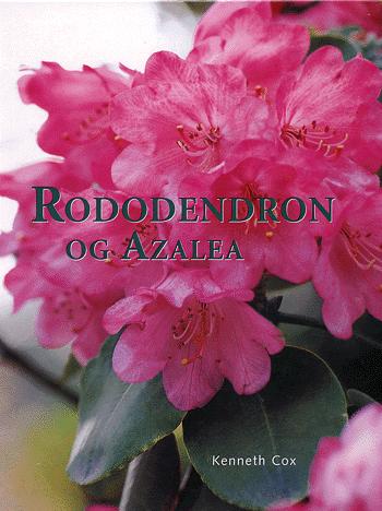 Rododendron og azalea