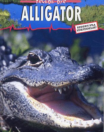 Alligator : reddet fra udryddelse!